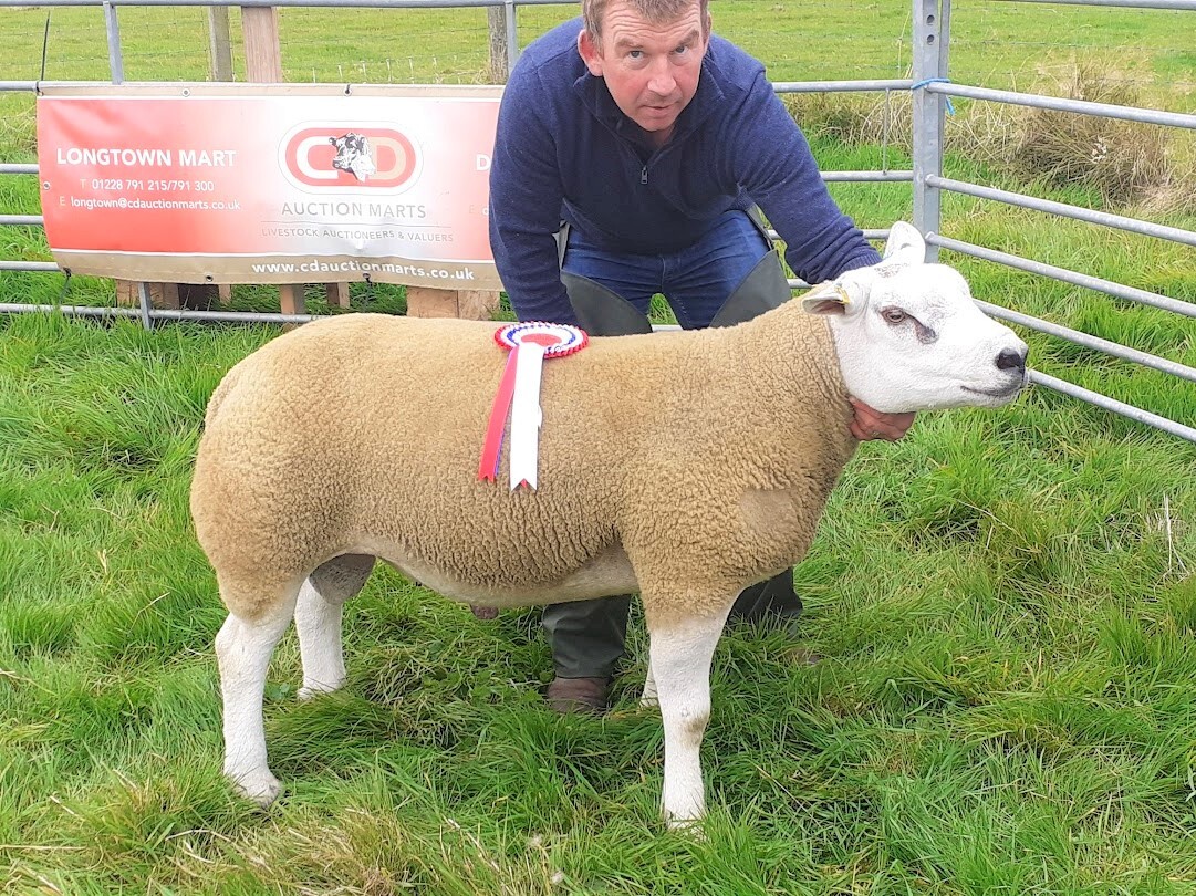 Sheep on show at agricultural society's annual sale
