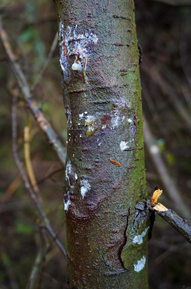 Tree felling restarts as disease risk falls