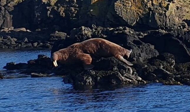 Sunbathing walrus spotted off the coast of Mull