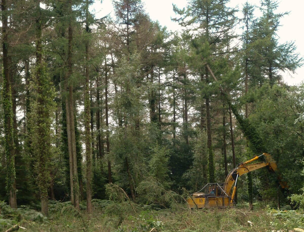 Corlarach forest hit by killer tree disease