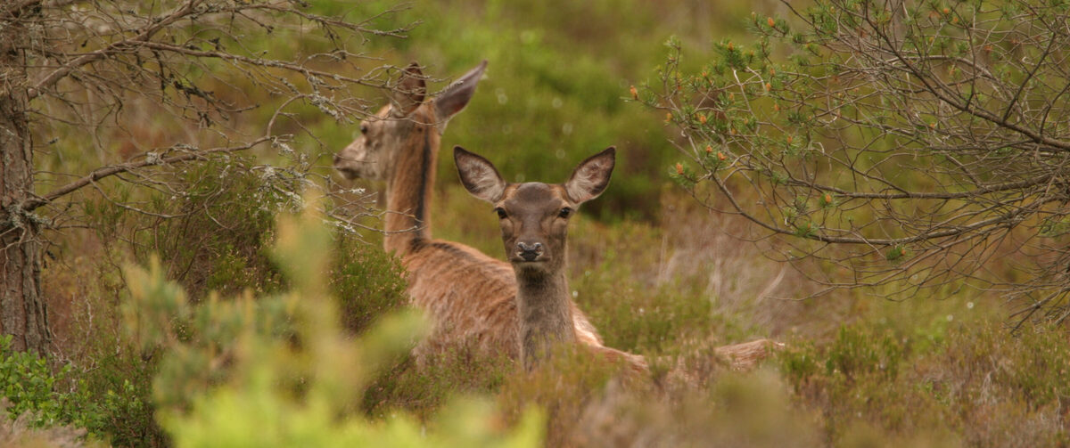 South Uist votes against culling all deer