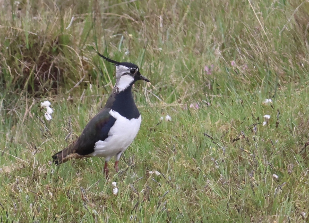 Soaring joy of lapwings