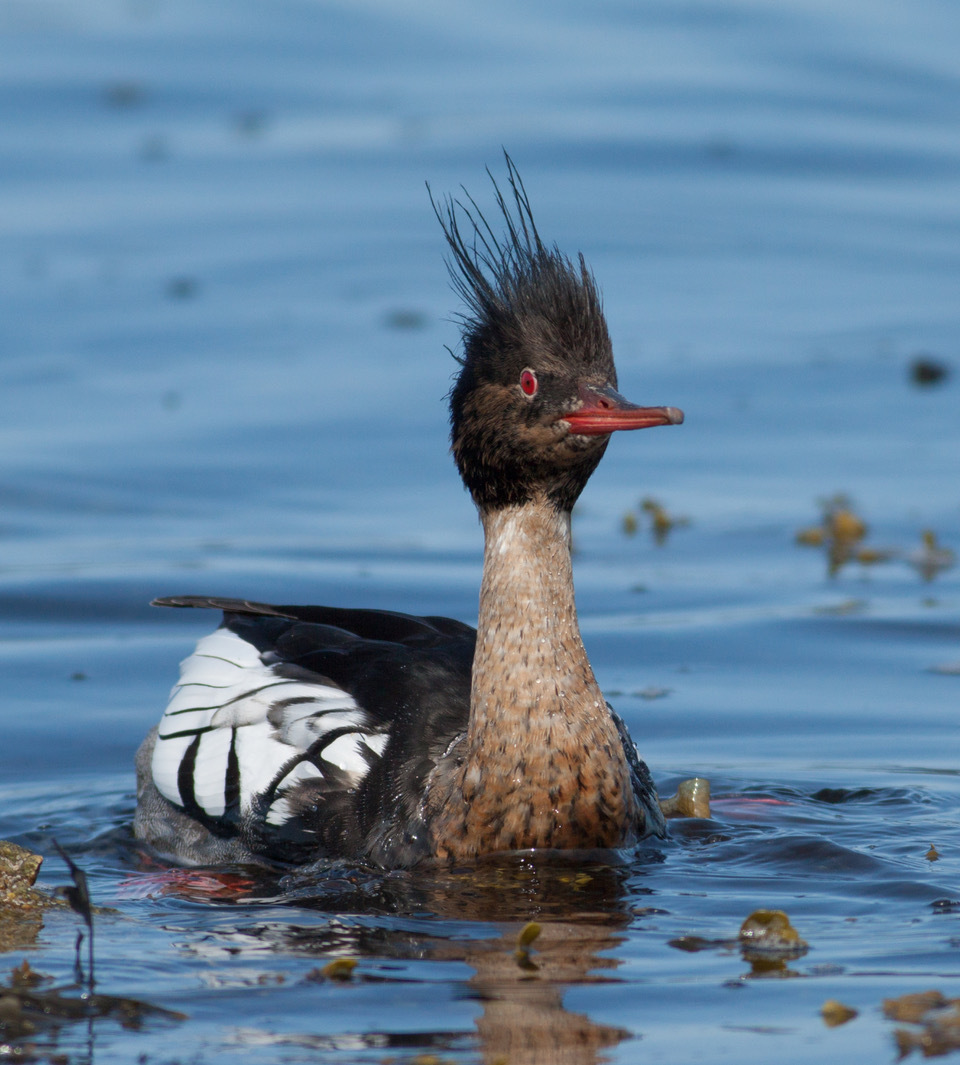 Red-breasted merganser are familiar ducks of Arran's coast