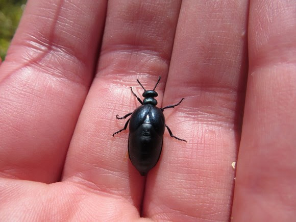 Rare species of beetle found on Tiree