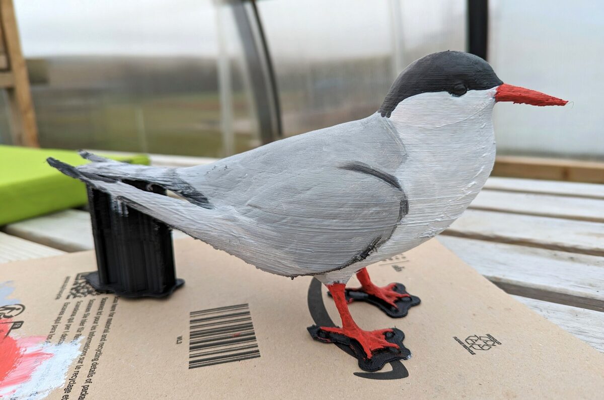 3D-printed decoy birds welcome migrating terns to Islay breeding site