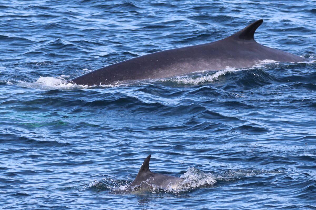 When you see the blow from a big whale, you know it!