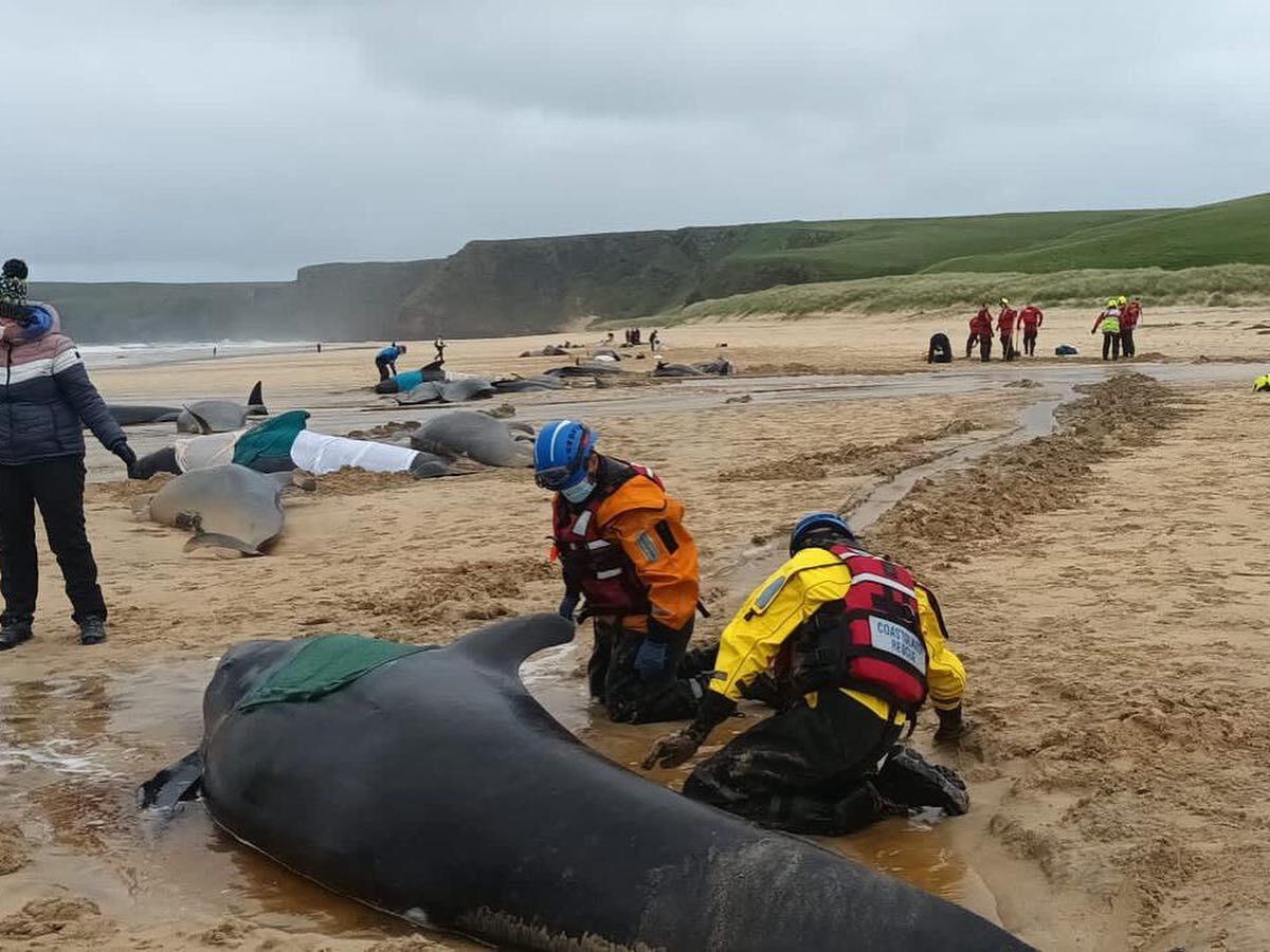 Fifty four pilot whales die in mass stranding