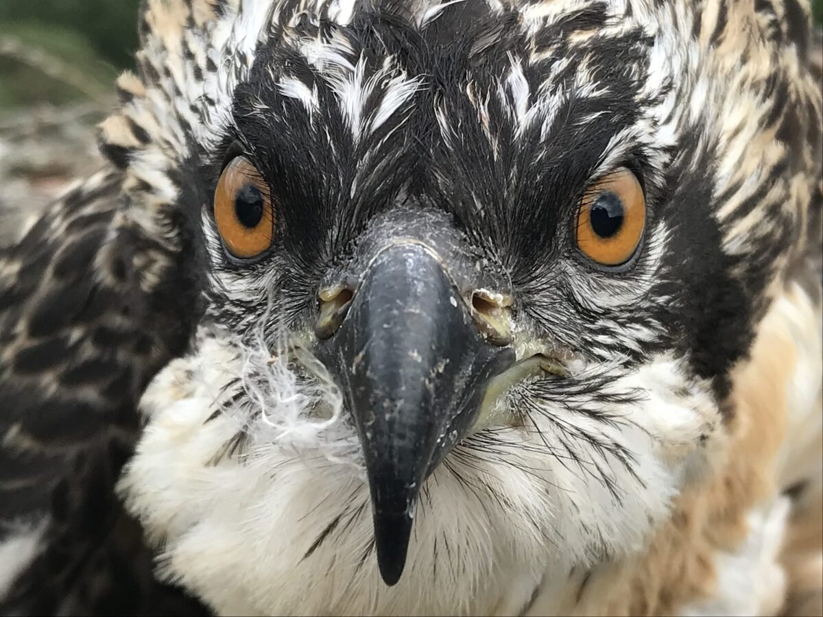 VIDEO: Newly named Loch Arkaig osprey fledges