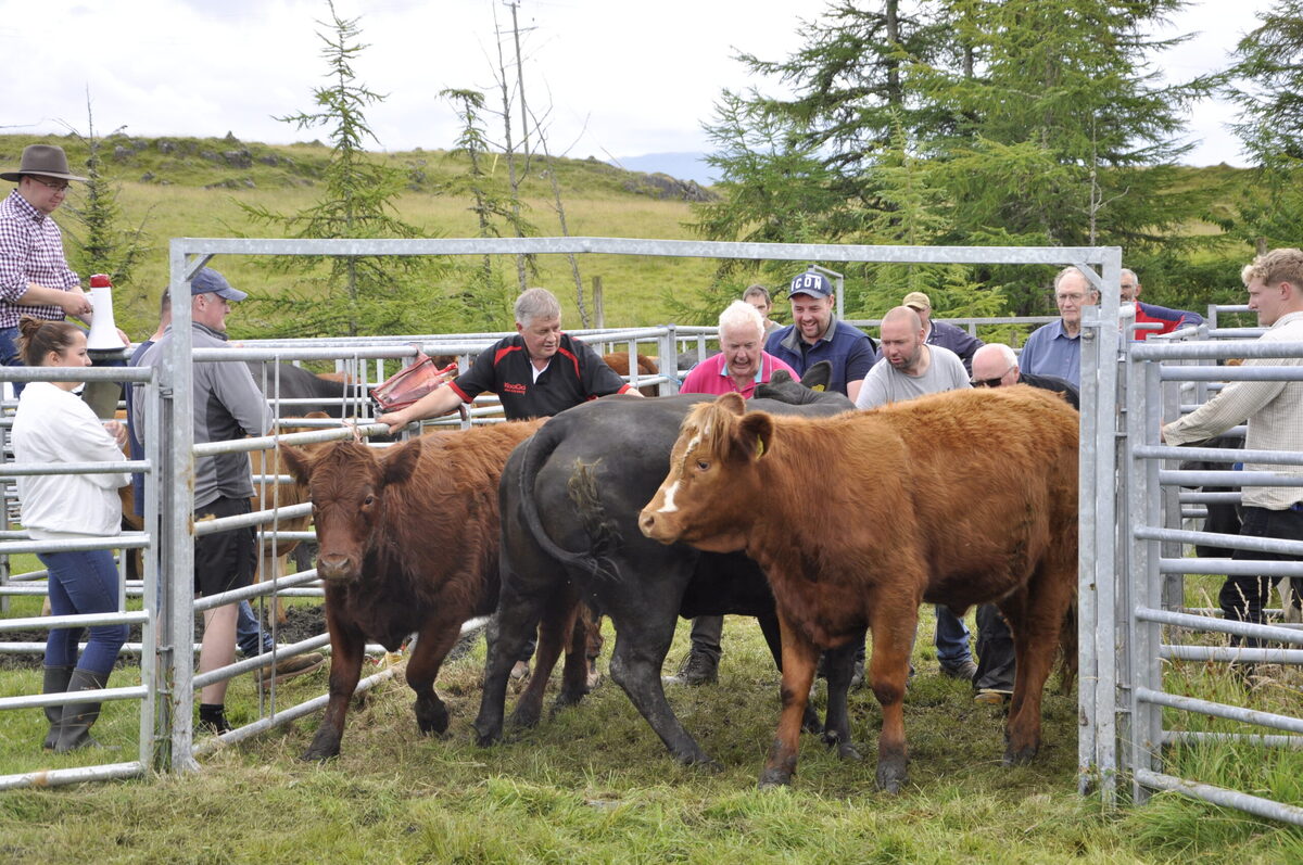 Lismore show weathers the storm