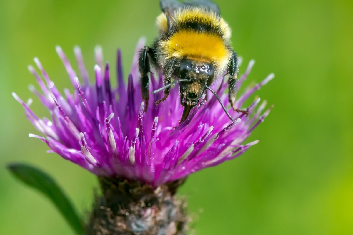 Conservation programme kicks off in Kintyre