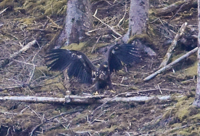 Big Baby finally takes flight!