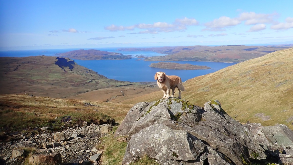 Peak-fitness pooch summits Scotland's 282 munros