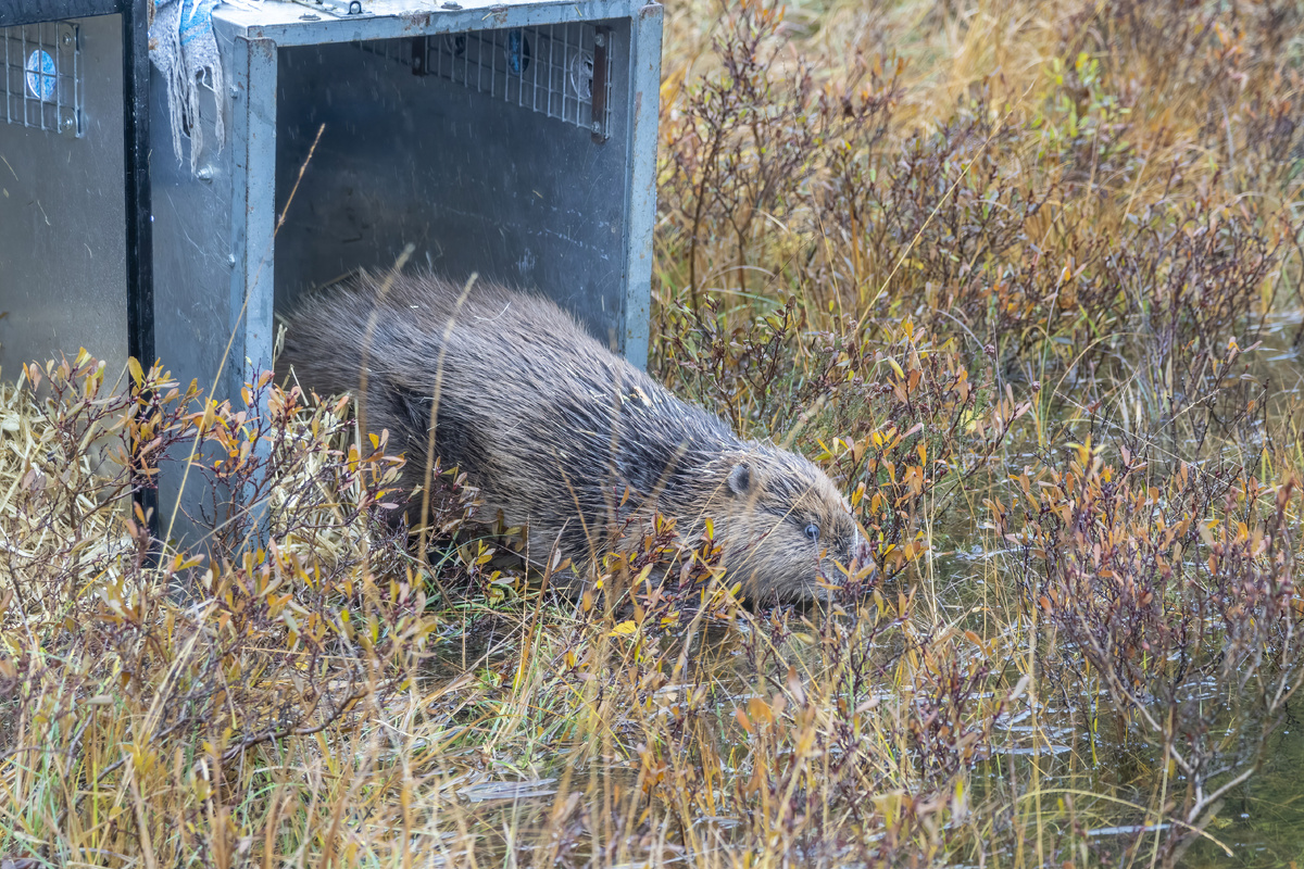 Video: Tayside beaver released at Knapdale