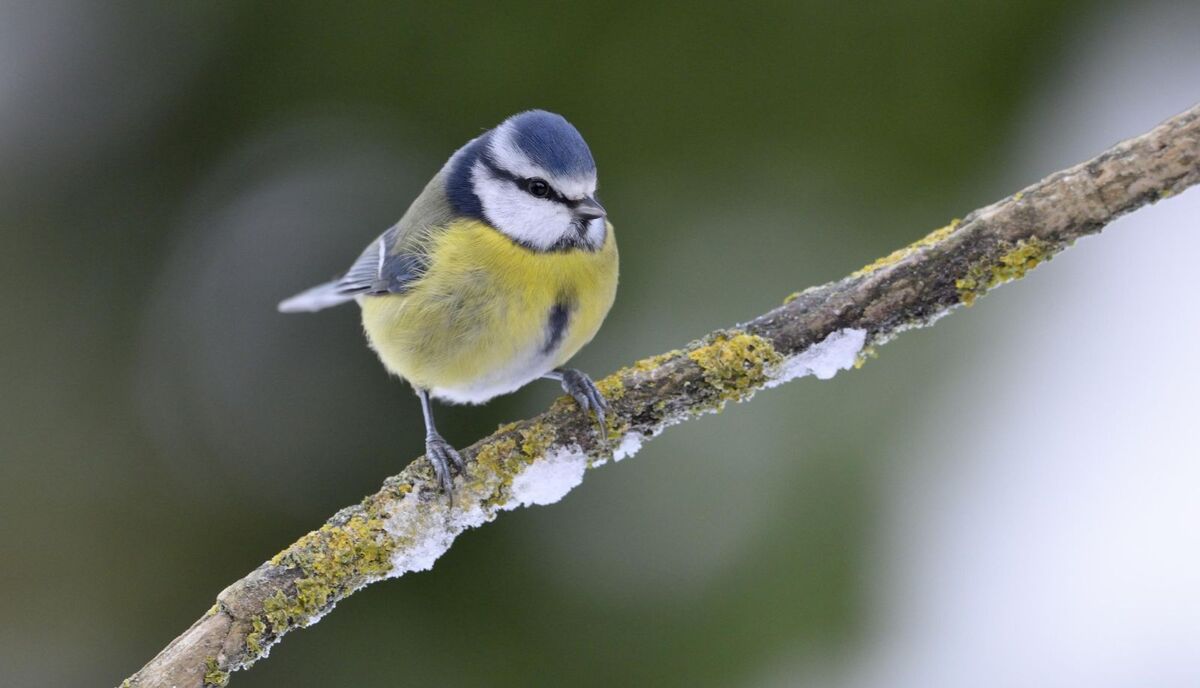 Scotland’s top 10 winter birds: where and when to see them