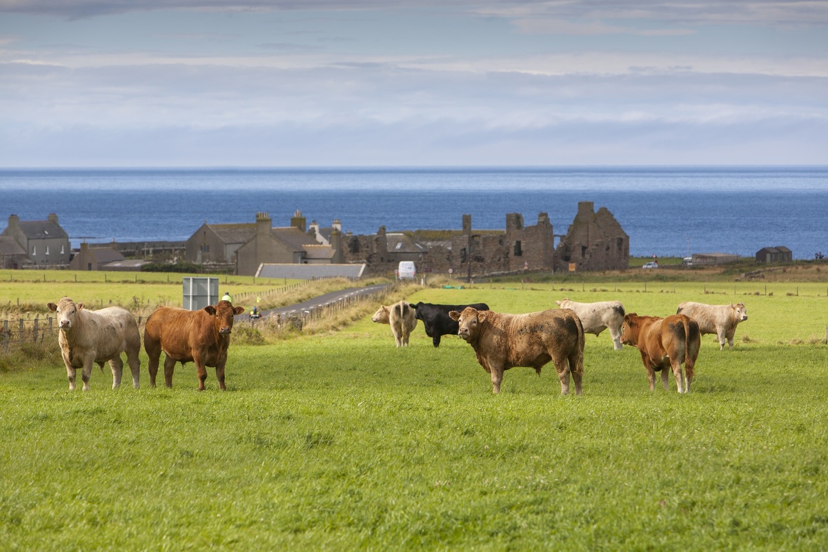Islanders, including those farming at Birsay on Orkney, pictured, will be asked their views on changes to agricultural and land use policies. Photograph: SRUC