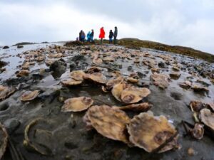 Award-winning project is seeing exciting results with native oysters
