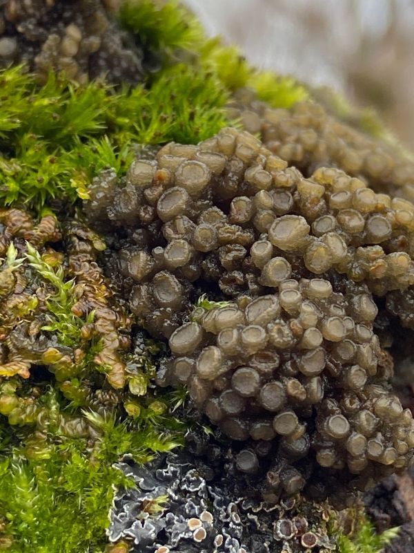 Octopus Suckers. Photograph: Daniel Brooks