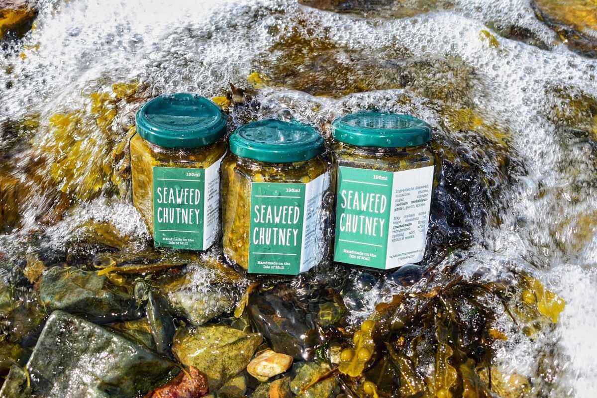 The trendy superfood - seaweed from the Isle of Mull