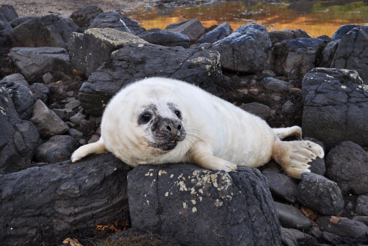 A seal pup may look cute, but it has razorsharp teeth and can give a nasty injury. Photograph: Iain Thornber Collection