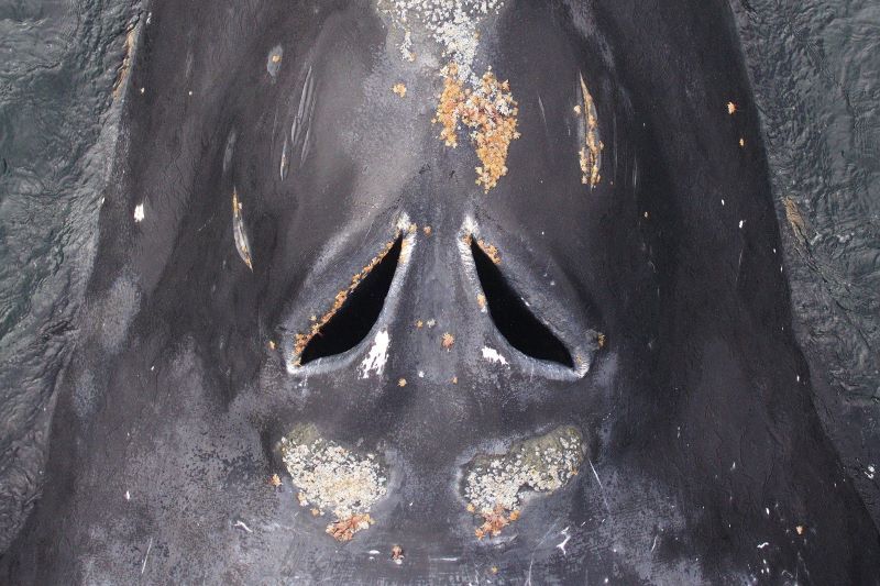 NO_T06_SAMS whale sniff test_01_web.jpg