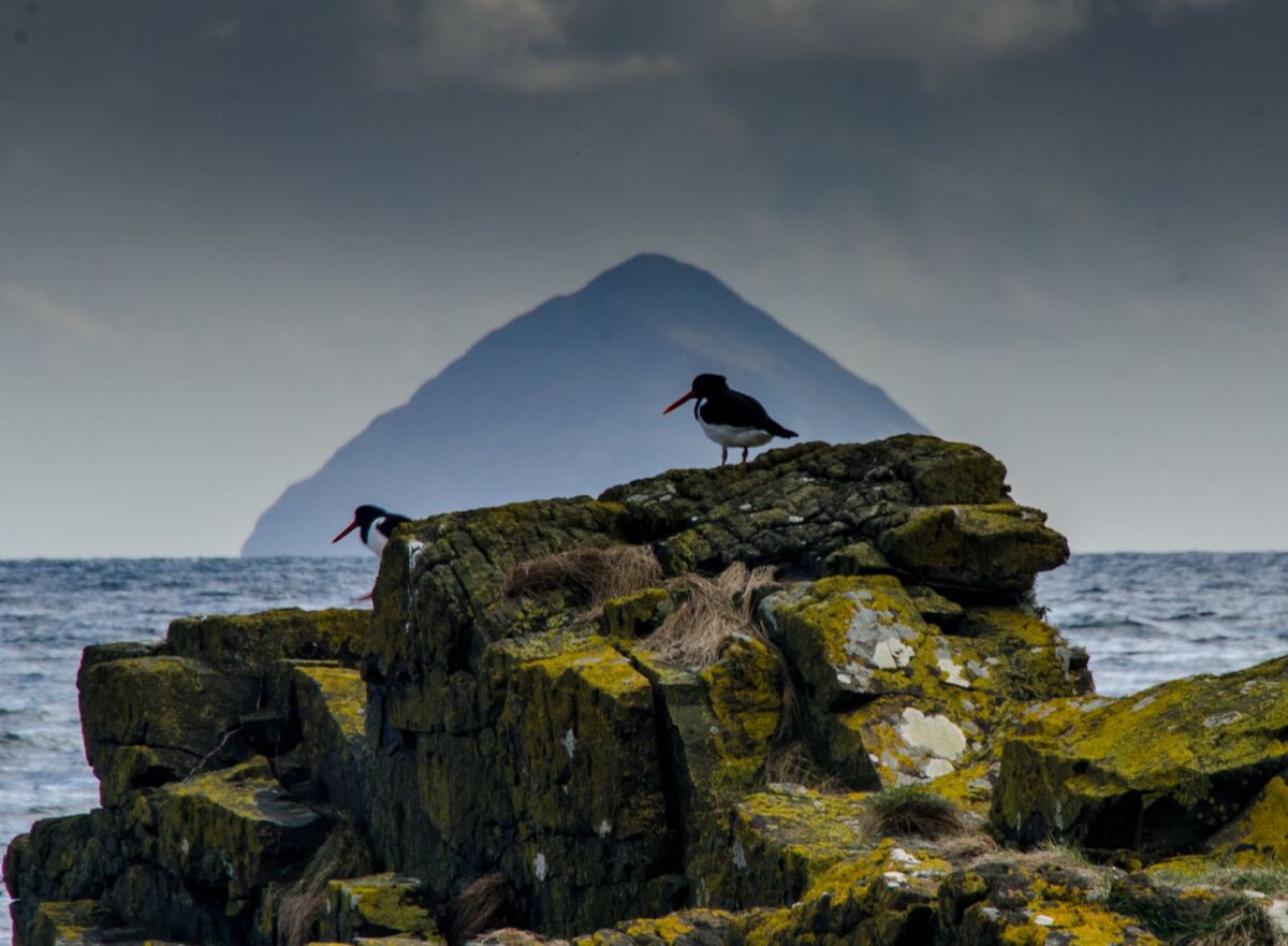 Arran Geopark’s efforts to have Arran listed as a UNESCO Global Geopark are to be commended. Photograph: Kildonan birds – Arran Geopark. 