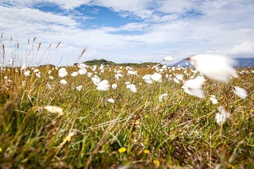 cotton grass on the Isle of Muck. Photograph: Rachel Keernan.