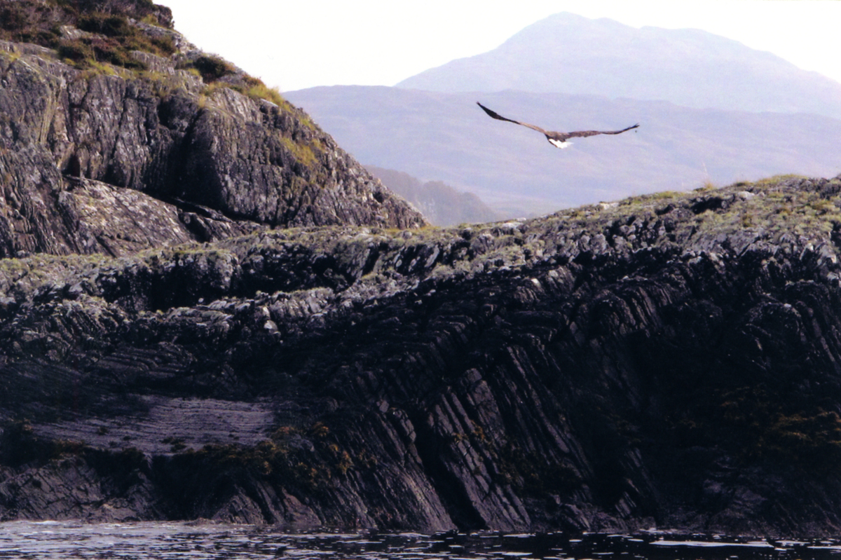 Also known as white tailed eagles, sea eagles are the UK's largest bird of prey.