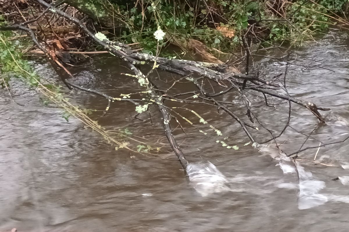 Fast flowing Black Lynn.