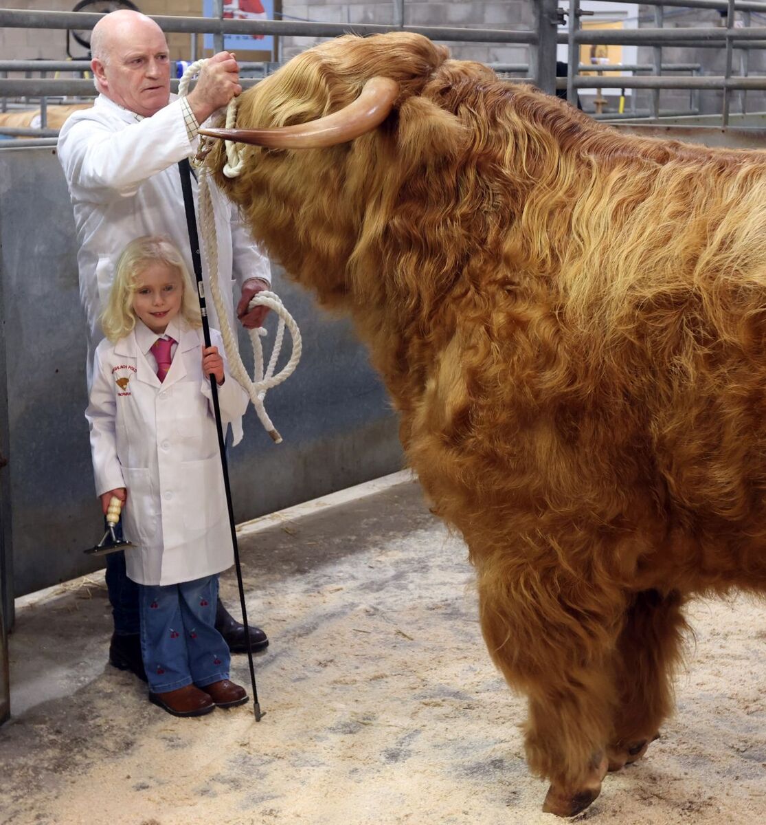 Rowan Dempster delighted to be helping her Dad Donald in the ring at the 133rd show and sale of highland cattle oban livestock market. 