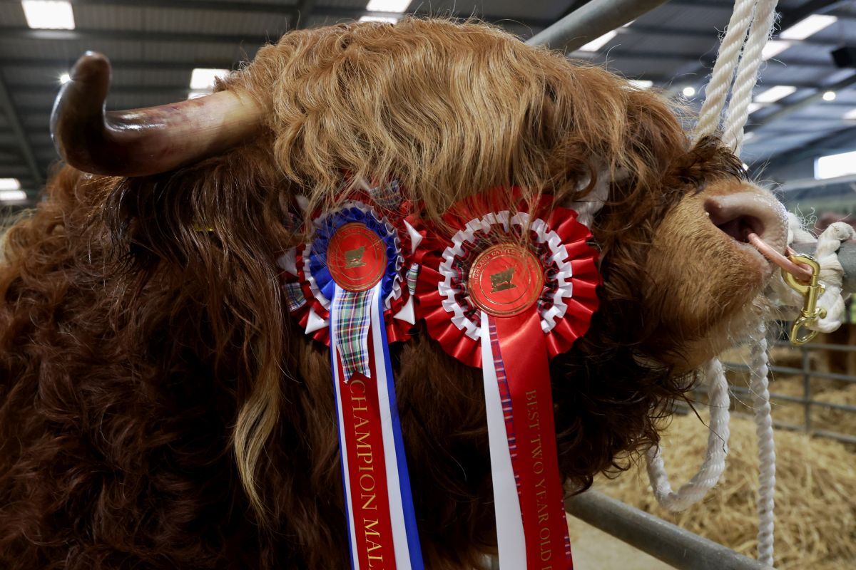 Who will be supreme champion at the Highland Cattle Society's 127th annual autumn show in Oban?