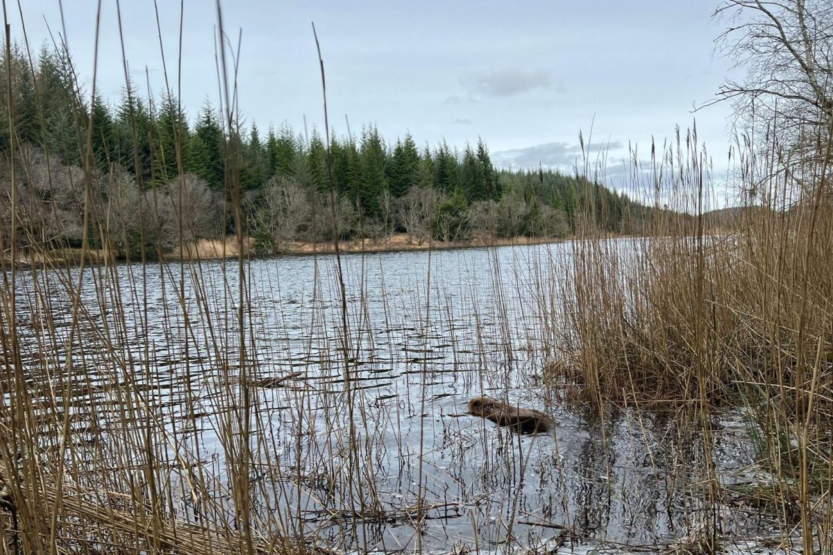 Latest beavers released into the waters at Knapdale.
