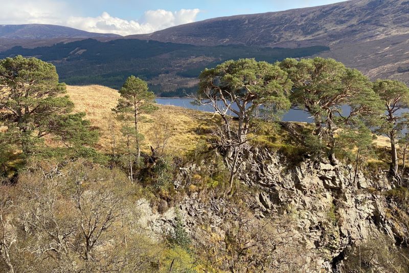 Wild Scotland. Photograph: Trees for Life