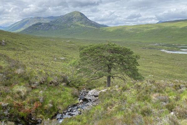 Project aims to find Highlands' ‘lost’ ice age pinewoods