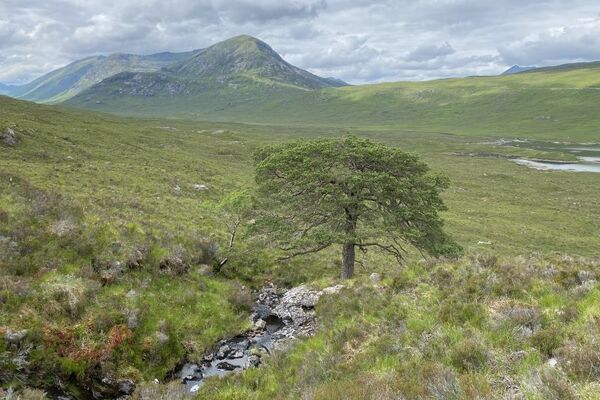 Project aims to find Highlands' &lsquo;lost&rsquo; ice age pinewoods