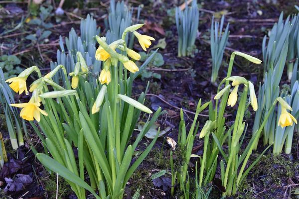 Arran Banner Leader, week 08, 2024: Signs of spring and new growth