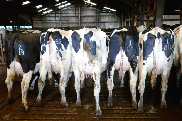 Kintyre farmers showcase best Holstein heifers