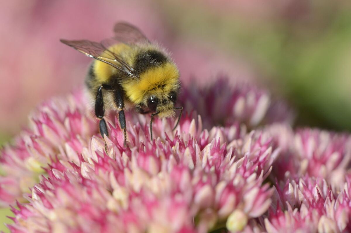 Bumblebee numbers are on the decline in Scotland, however, a number of initiatives are helping to curb this trend. Photograph: NatureScot. Bumblebee numbers are on the decline in Scotland, however, a number of initiatives are helping to curb this trend. Photograph: NatureScot.