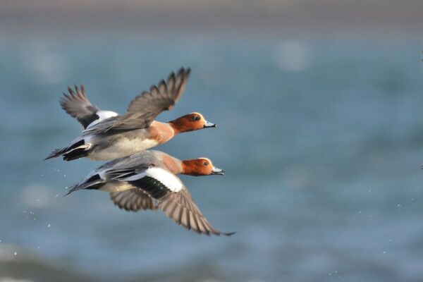 Spring birds arrive as wintering visitors prepare to depart