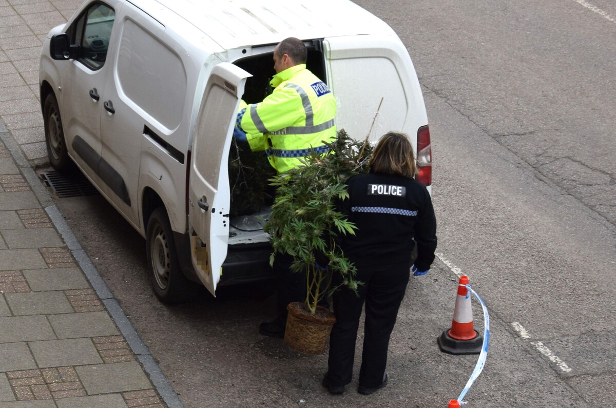 Drugs worth £85,800 seized from Campbeltown cannabis farm