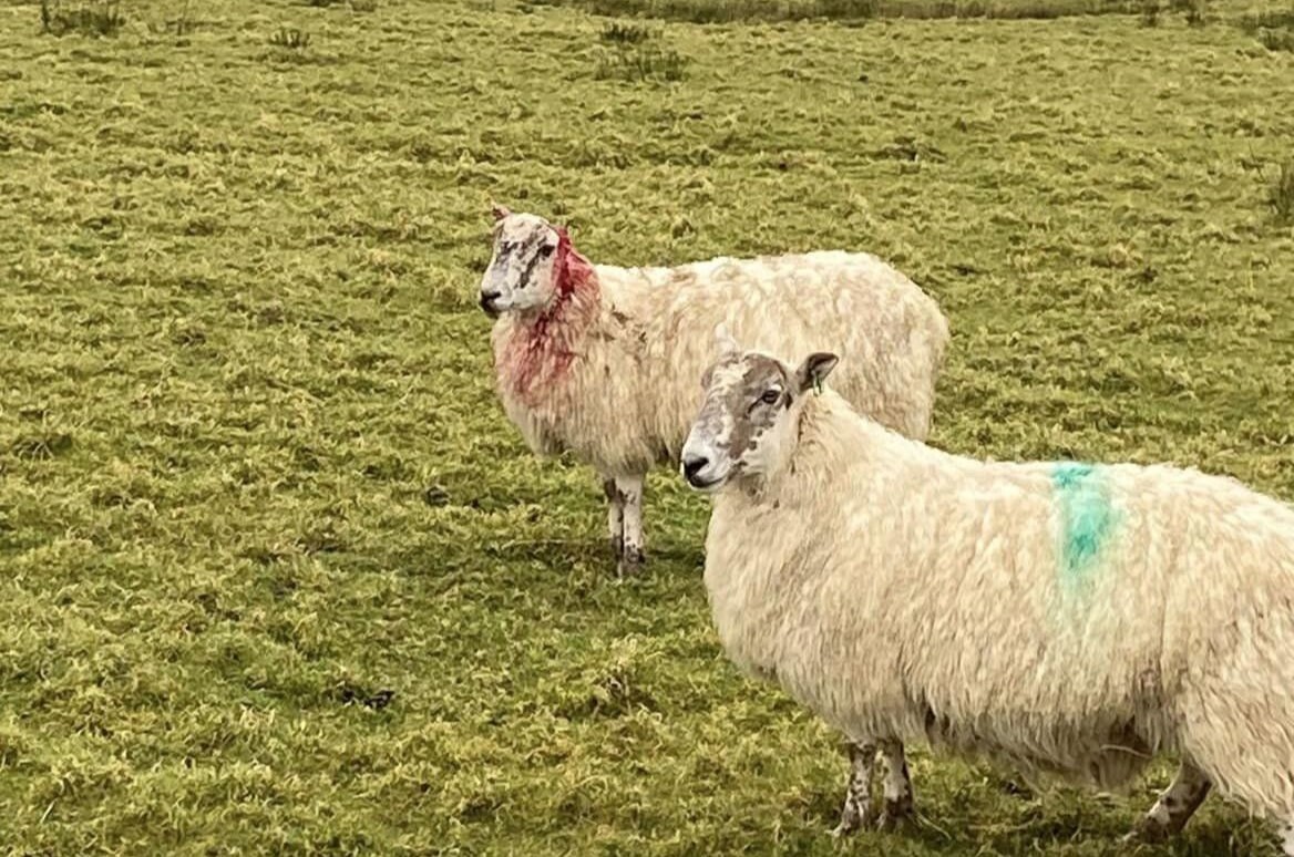 The attacked sheep had an ear ripped off.