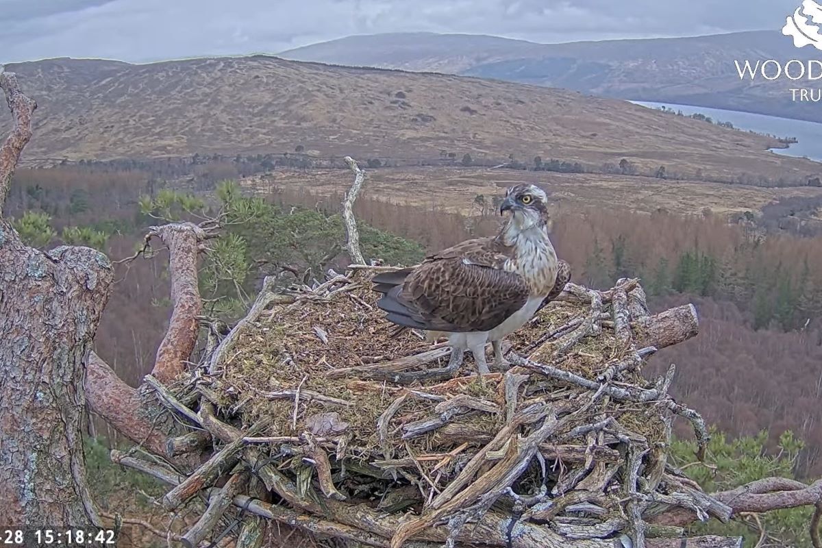 VIDEO: Watch as 'love birds' come home to roost at Loch Arkaig