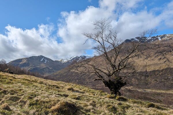 “Last Ent of Affric” playing a role in saving its species
