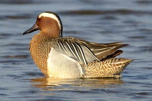 Rare visitor makes Arran stop-off for just the third time in 12 years