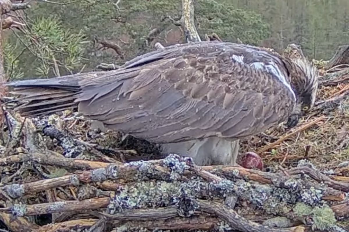Loch Arkaig nestcam shows first egg for ospreys