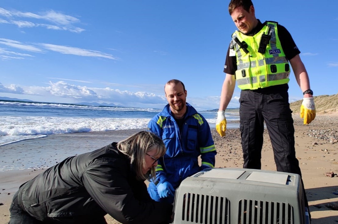 Beaver beach rescue is a first for Kintyre