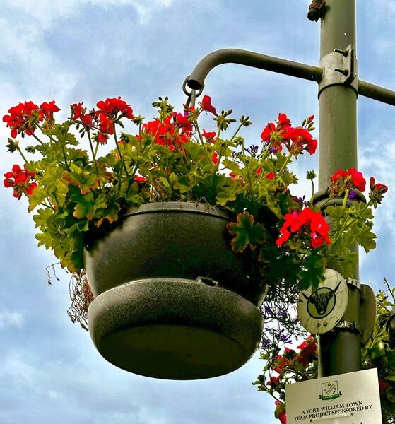Sponsoring a hanging basket is one way in which people can help Fort William look its best.