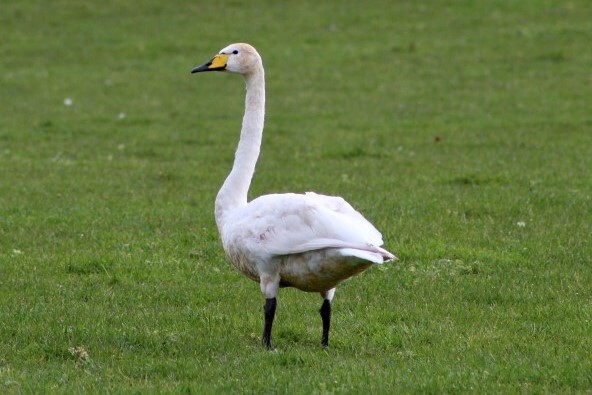 Whooper swan in the Shiskine Valley rescued on December 31. It is healthy but not capable of the sustained flight necessary to return to Iceland to breed. Photograph: Danielle Jackson.