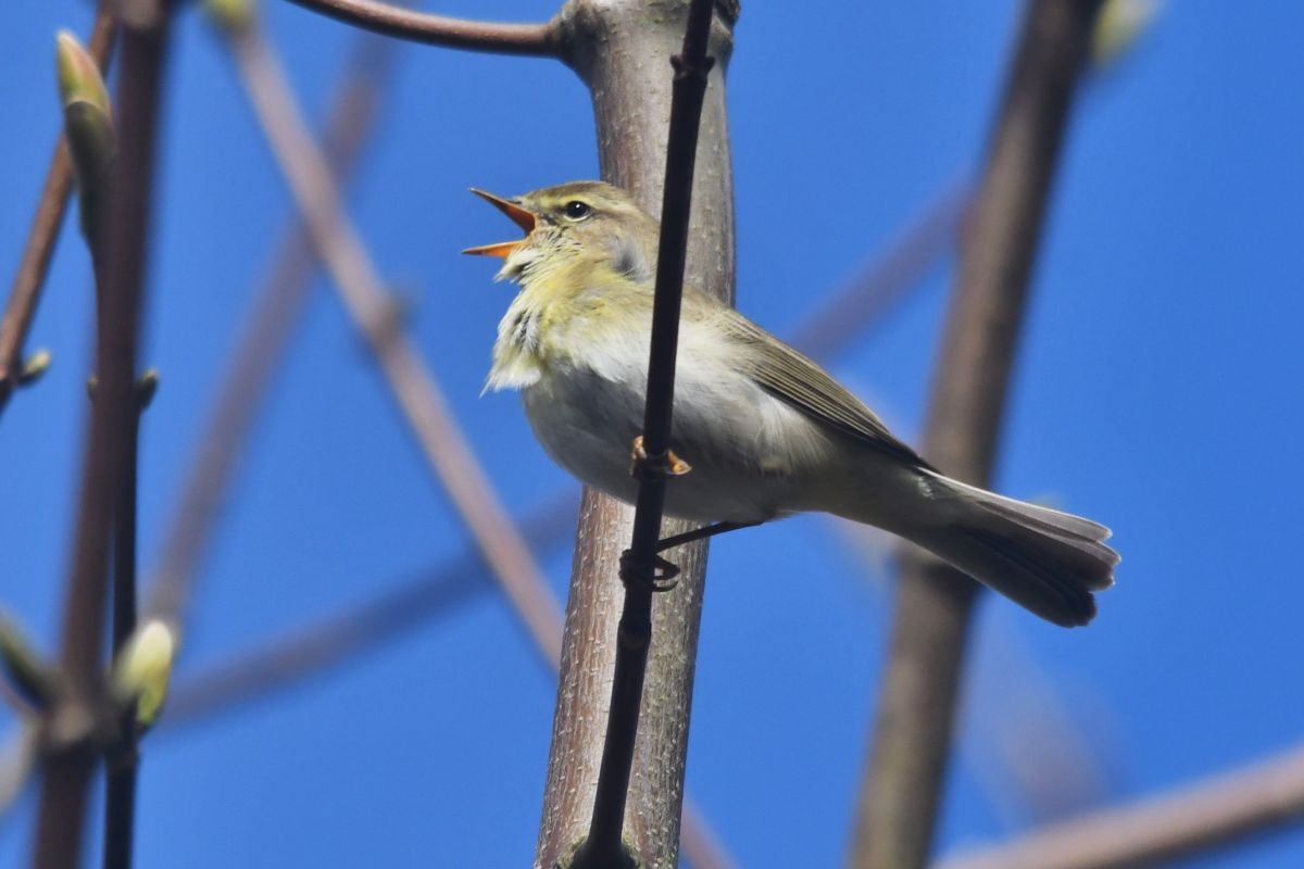 Willow Warbler in full song. Photograph: Arthur Duncan.