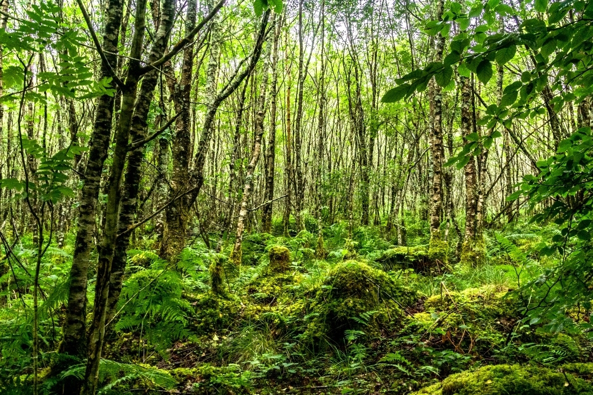 Temperate rainforest. Photograph: FLS