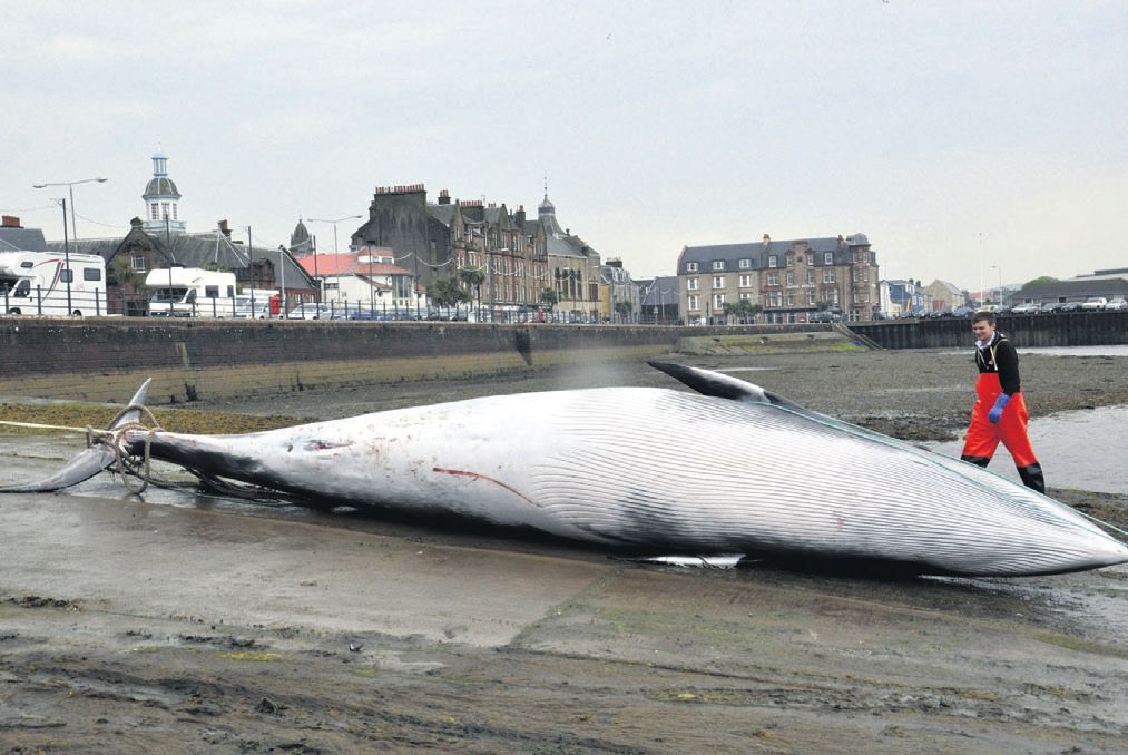 2014: Campbeltown prawn fishing boat The Crest made a surprise landing – a 26 foot long, three-ton minke whale.
